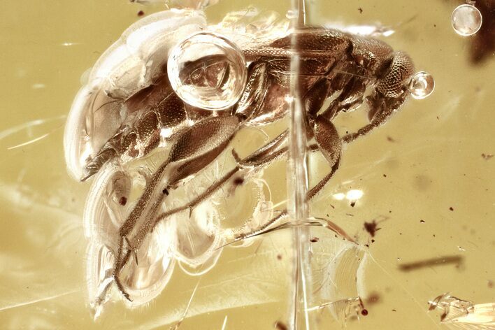 Detailed Fossil False Flower Beetle (Scraptiidae) in Baltic Amber #321746